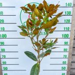 Magnólia veľkokvetá (Magnolia grandiflora) ´LITTLE GEM´ - výška 150-160 cm, kont. C3L (-21°C) NA KMIENKU